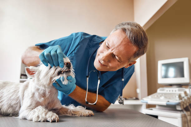 Best Weekend Emergency Dentist in De Witt, NY